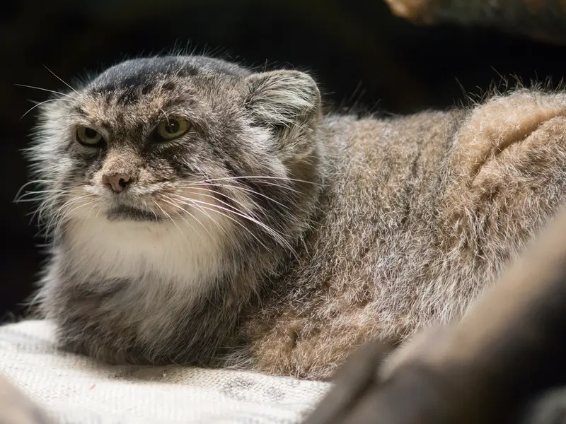 恩賜上野動物園のプリームラの写真
