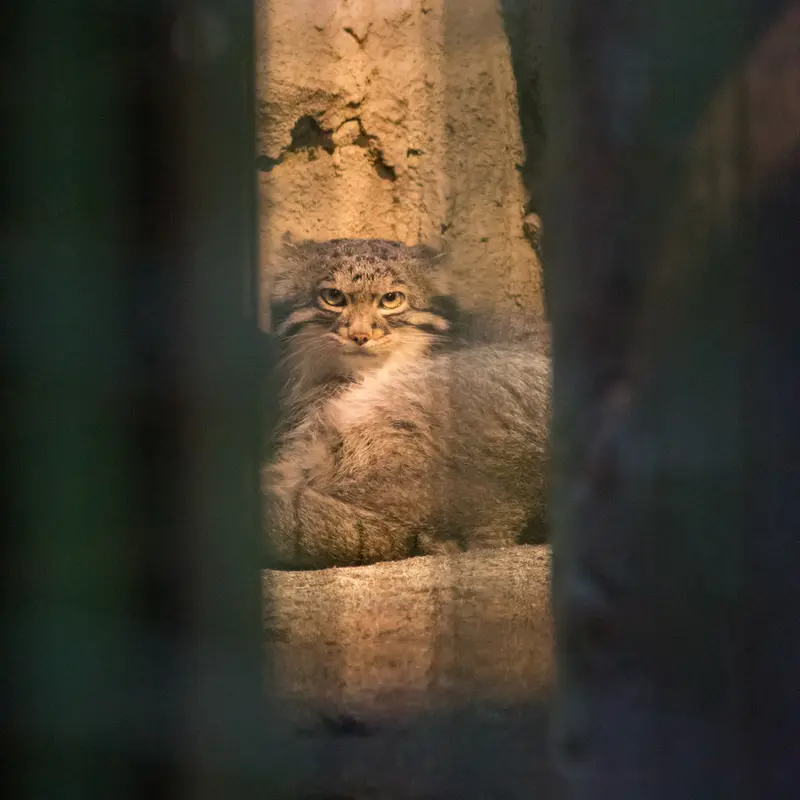 野毛山動物園のフィーガの写真