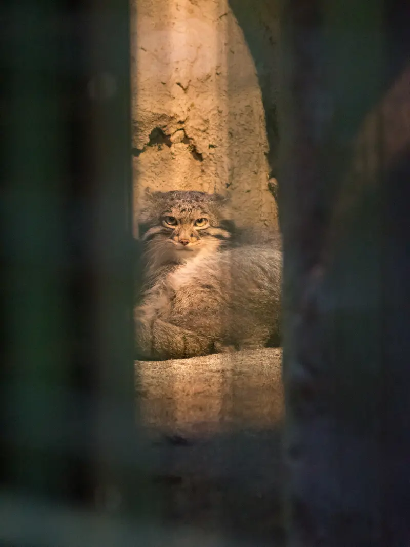 野毛山動物園のフィーガの写真