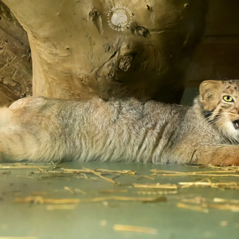 エレバン動物園のナレの写真