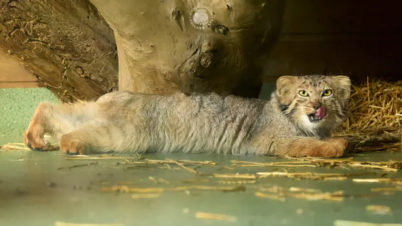 エレバン動物園のナレの写真