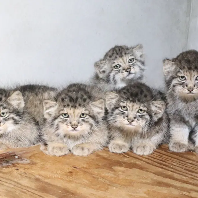 神戸どうぶつ王国のナギ、サン、コモレビ、ボノとハクの写真