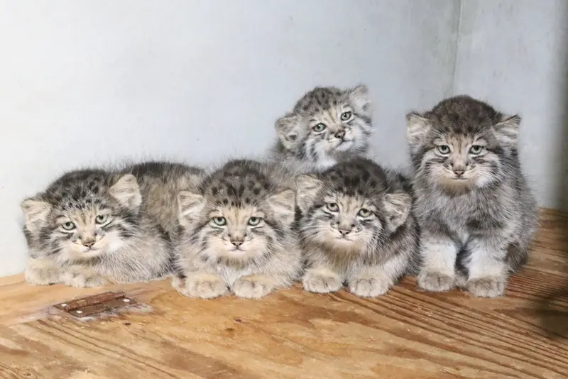 神戸どうぶつ王国のナギ、サン、コモレビ、ボノとハクの写真
