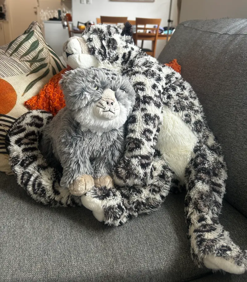 マヌルネコの写真