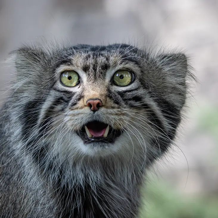 モスクワ動物園のティモフェイの写真