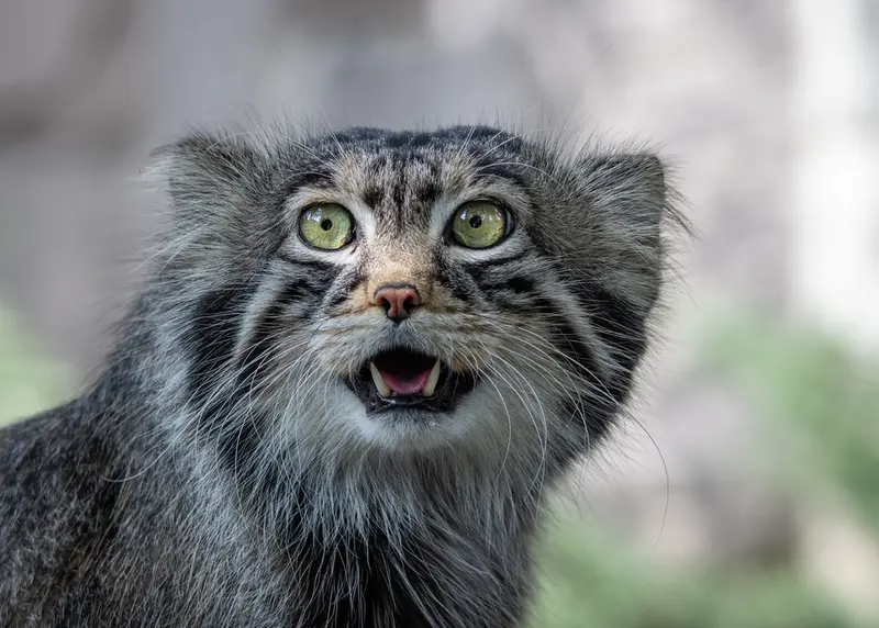 モスクワ動物園のティモフェイの写真