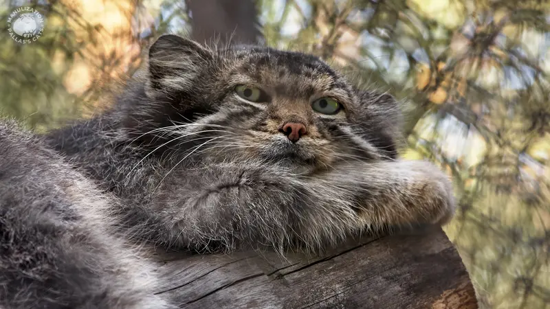 ノヴォシビルスク動物園のカラガンダの写真