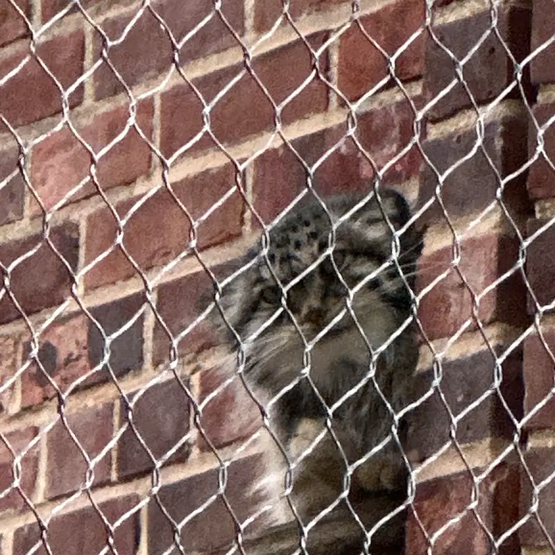 プロスペクト・パーク動物園のマヌルネコの写真