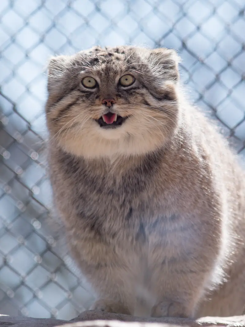 埼玉県こども動物自然公園のロータスの写真