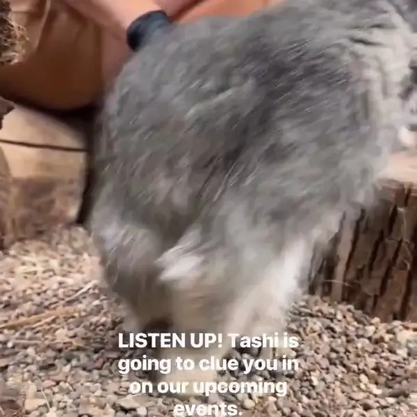 グレートプレーンズ動物園のマヌルネコの写真