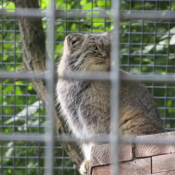 ザールブリュッケン動物園のカール・ハインツの写真