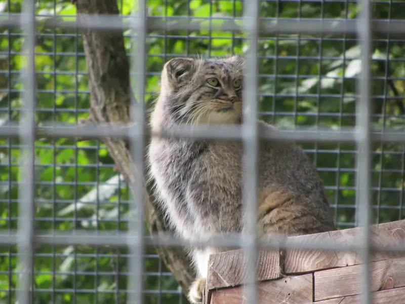 ザールブリュッケン動物園のカール・ハインツの写真