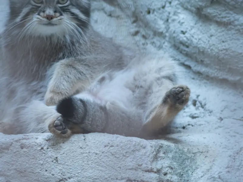 野毛山動物園のフィーガの写真