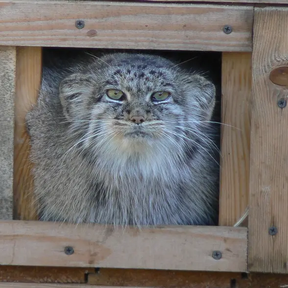 希少動物繁殖センターのマヌルネコの写真