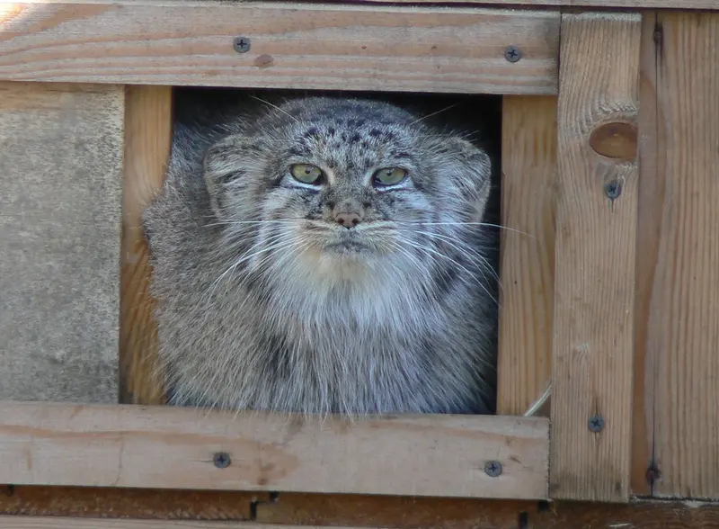 希少動物繁殖センターのマヌルネコの写真