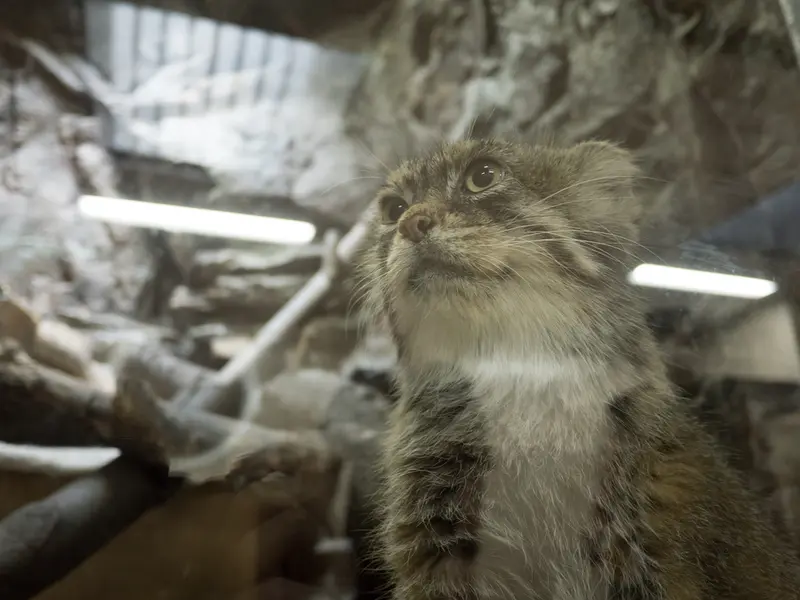 恩賜上野動物園のプリームラの写真