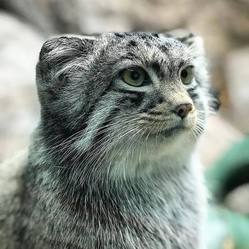 バーミングハム動物園のバタールの写真