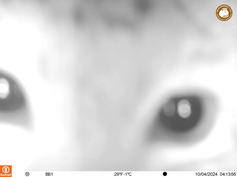 アクタス＝クンコラ［新］カメラトラップで撮影したOtocolobus manul manulの写真