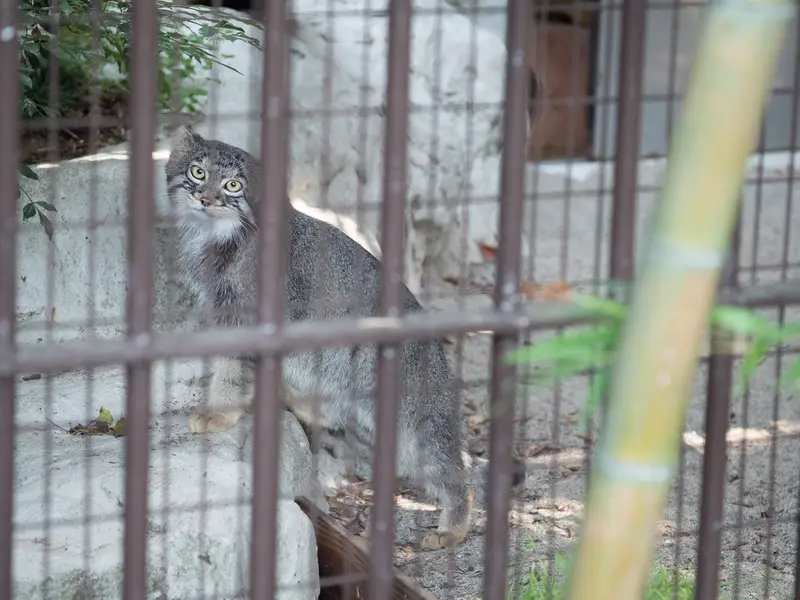 野毛山動物園のフィーガの写真