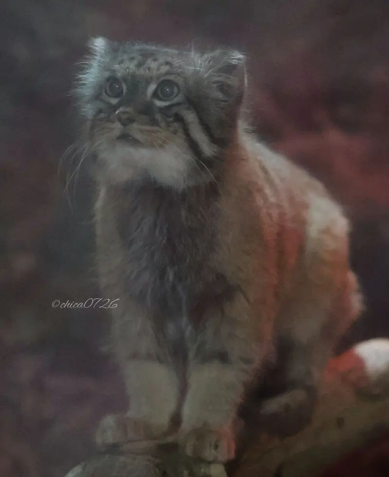 恩賜上野動物園のナイマの写真