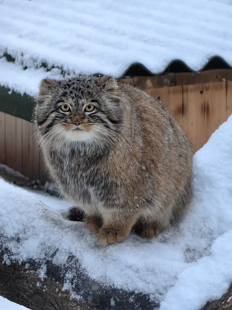 ノヴォシビルスク動物園のアッケムの写真