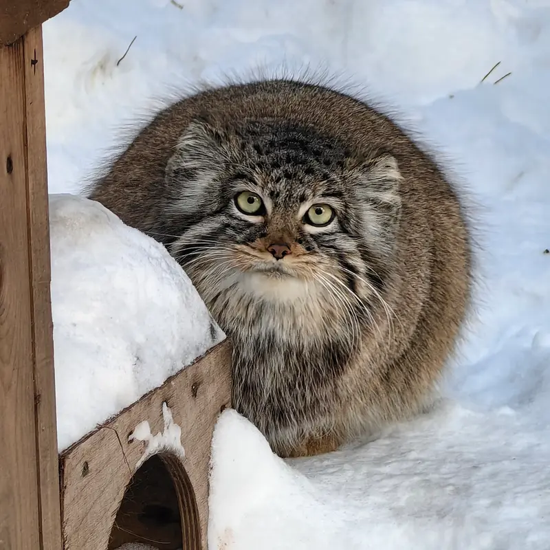 ノヴォシビルスク動物園のゾーシャの写真