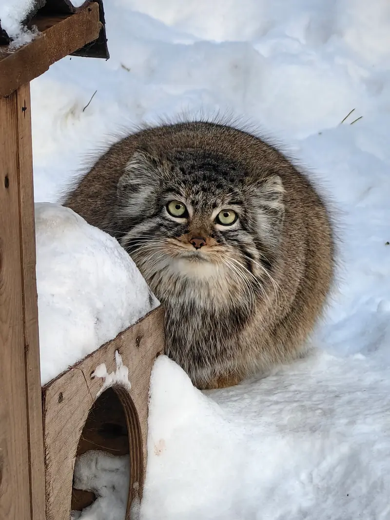 ノヴォシビルスク動物園のゾーシャの写真