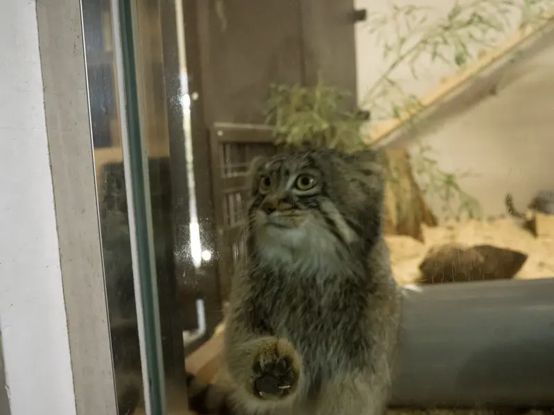 野毛山動物園のフィーガの写真
