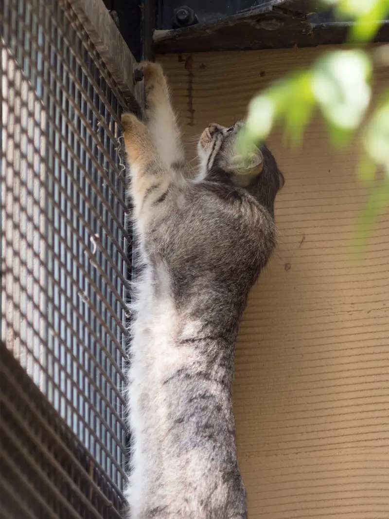 旭山動物園のヒデの写真