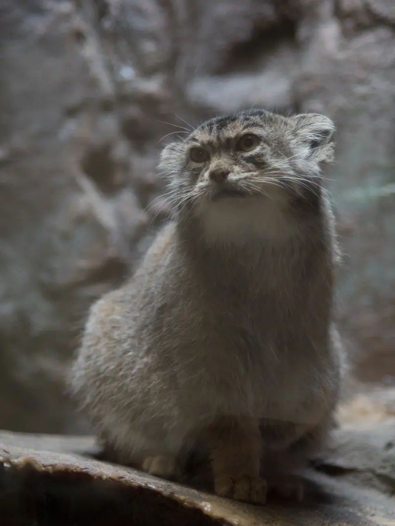 恩賜上野動物園のプリームラの写真