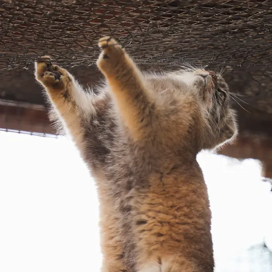 グレートプレーンズ動物園のタシの写真