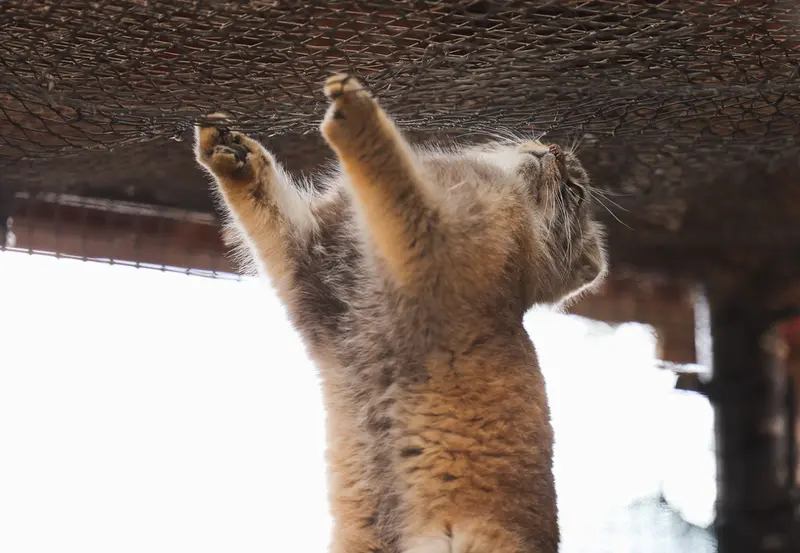 グレートプレーンズ動物園のタシの写真