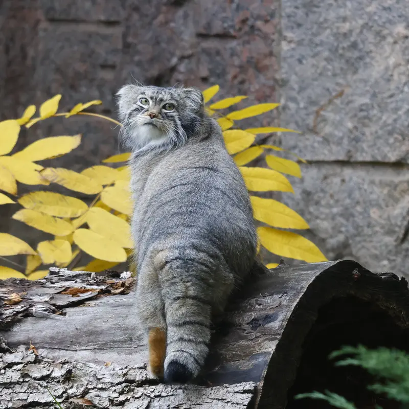 モスクワ動物園のティモフェイの写真
