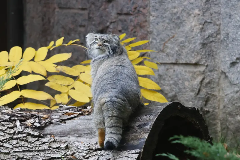 モスクワ動物園のティモフェイの写真