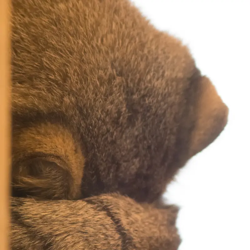 埼玉県こども動物自然公園のオトの写真