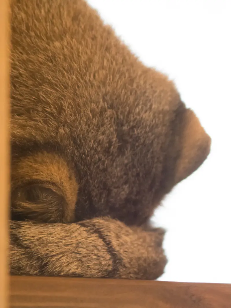 埼玉県こども動物自然公園のオトの写真