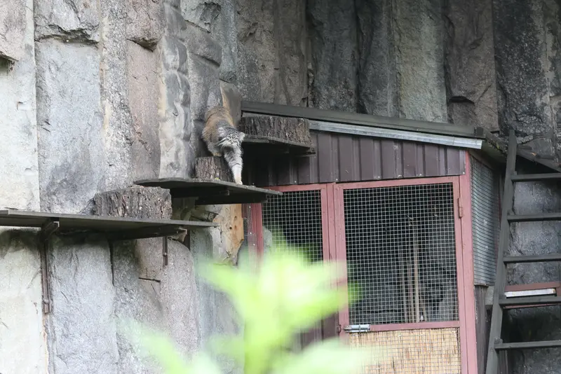モスクワ動物園のティモフェイの写真