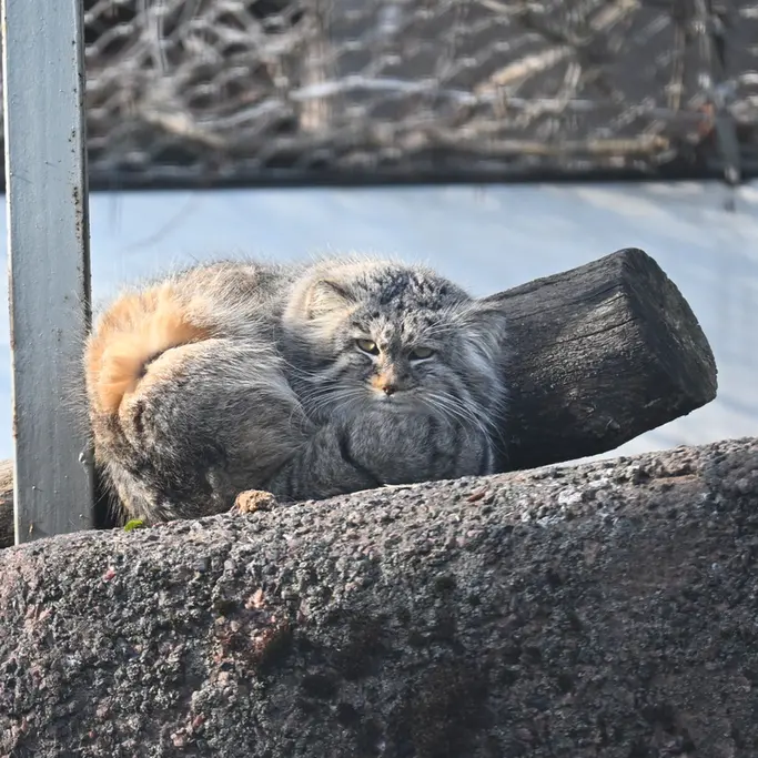 コルケアサーリ動物園のアルカスの写真