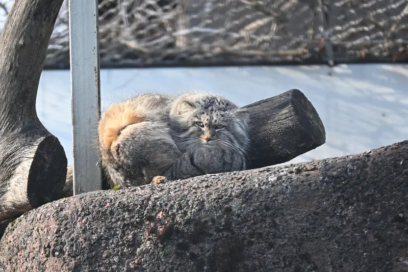 コルケアサーリ動物園のアルカスの写真
