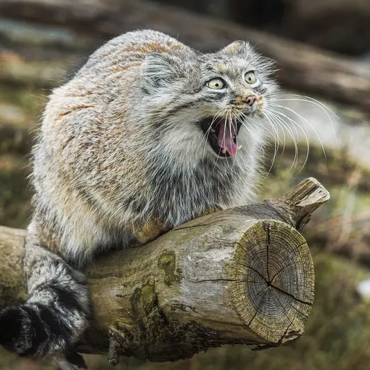 ヴロツワフ動物園のザリナの写真