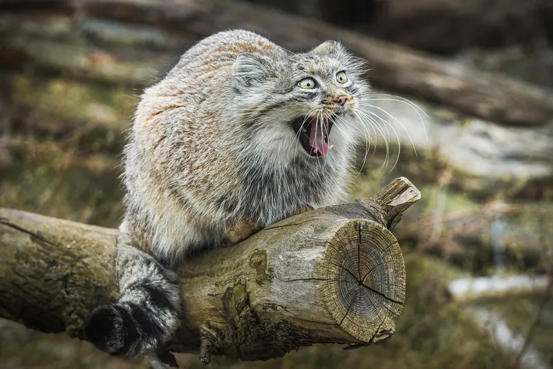 ヴロツワフ動物園のザリナの写真