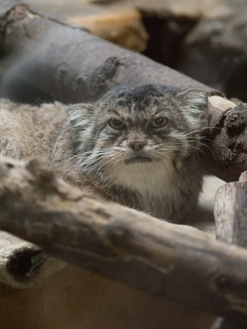 恩賜上野動物園のプリームラの写真