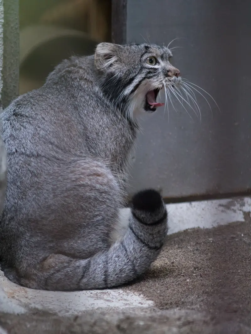 野毛山動物園のフィーガの写真
