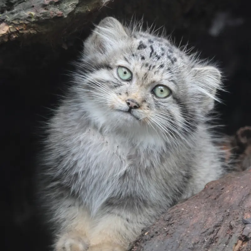 グダニスク動物園のキトゥン・オブ・ウラ b. 2025 Ⅱの写真