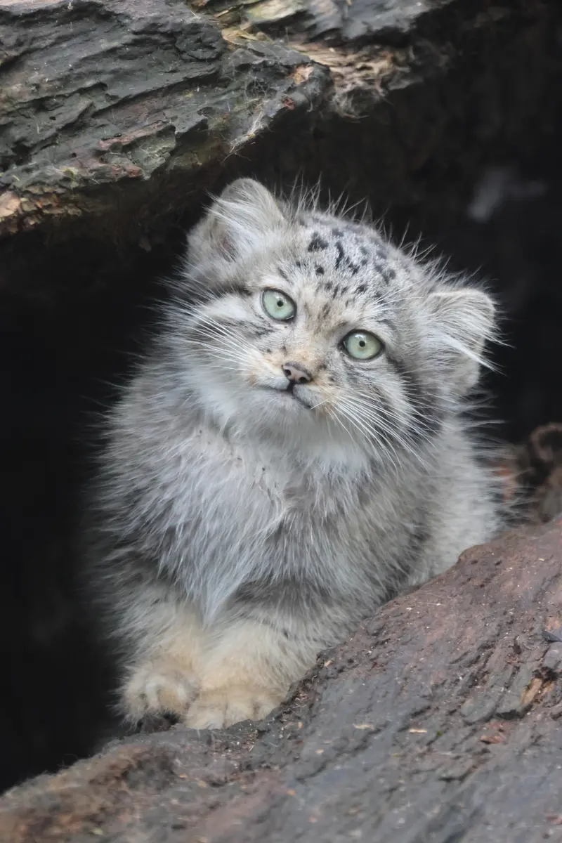 グダニスク動物園のキトゥン・オブ・ウラ b. 2025 Ⅱの写真