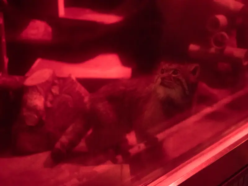 恩賜上野動物園のナイマの写真