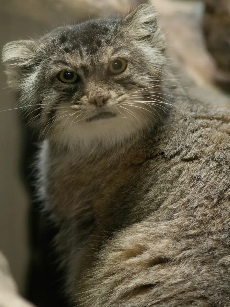 恩賜上野動物園のプリームラの写真