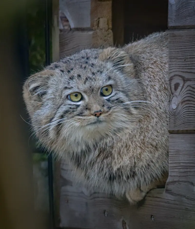 バイオ・トピア・ダンケルクのアーロンの写真