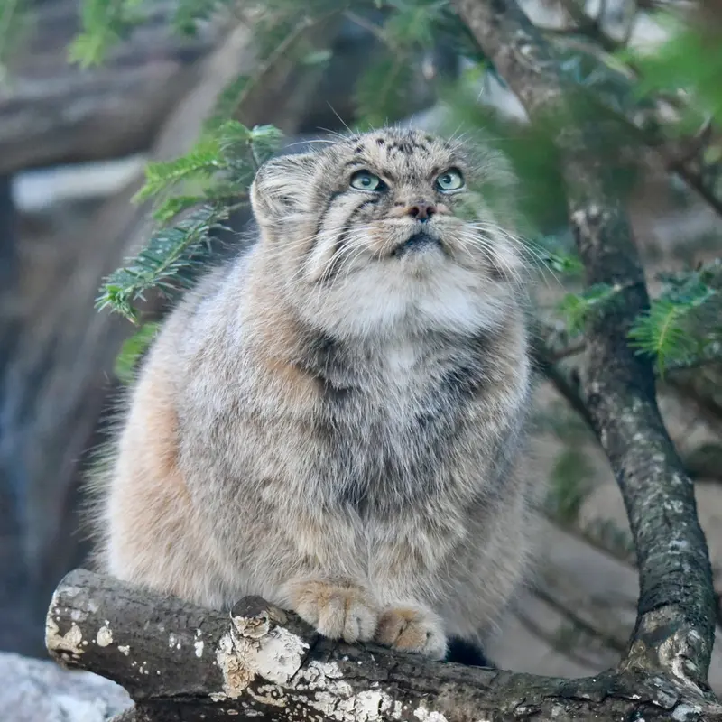那須どうぶつ王国のボルの写真