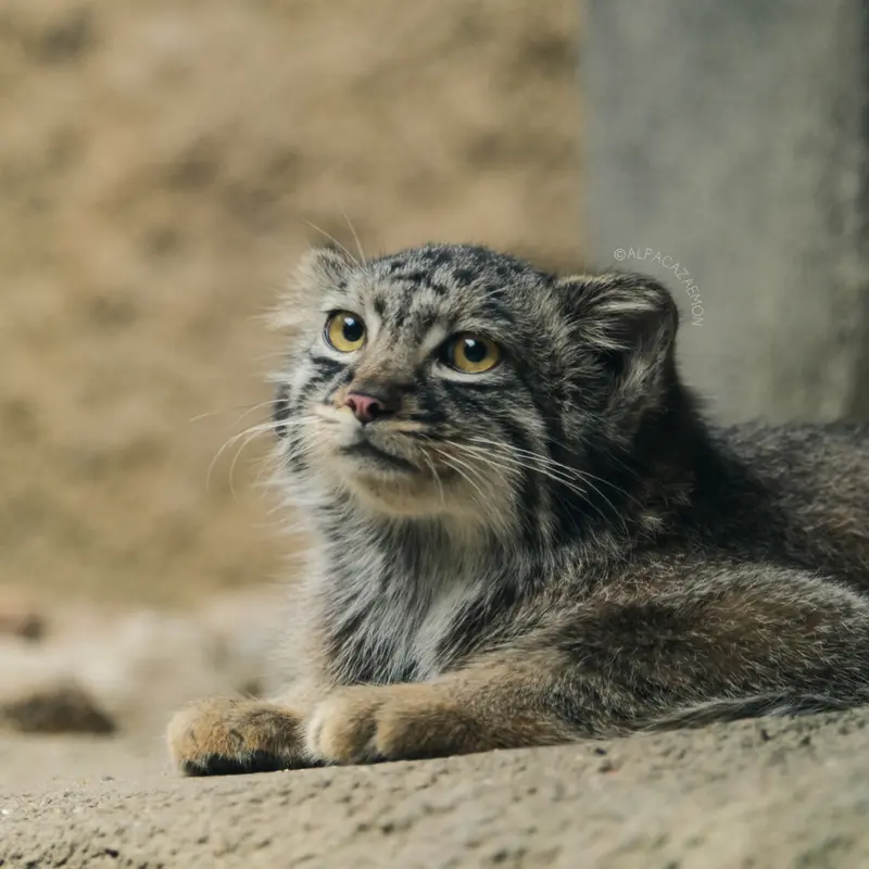 神戸どうぶつ王国のテルの写真